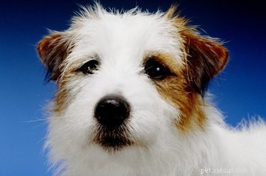 Train Your Jack Russell Mix: Proven Techniques & Tips