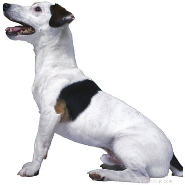 Train Your Jack Russell Mix: Proven Techniques & Tips