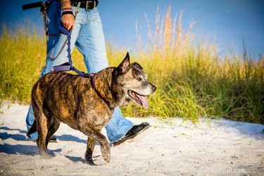 How to Train a Brindle Pit Bull: A Comprehensive Guide