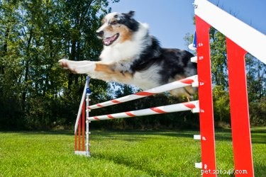 DIY Dog Agility Course: Build Durable PVC Pipe Equipment at Home