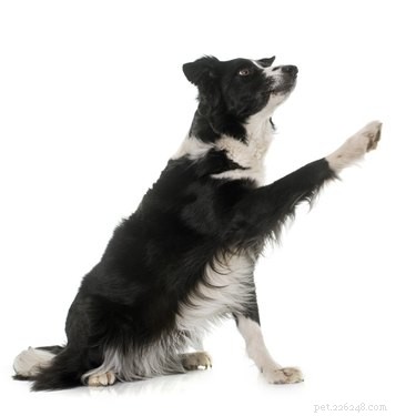 Master Border Collie Training: Expert Tips for Smart & Disciplined Dogs
