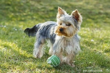 Effective Strategies to Reduce Aggressive Behavior in Yorkshire Terriers