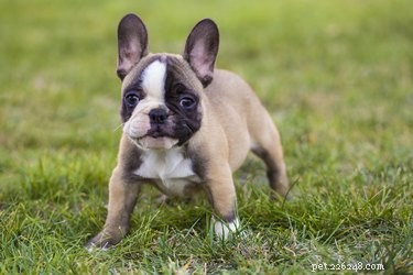 Safe Fruits & Vegetables for Your French Bulldog: A Healthy, Low‑Calorie Guide