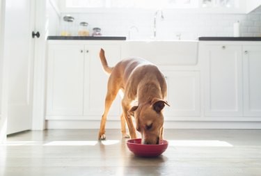 Dog-Friendly Raw Vegetables: Safe and Nutritious Picks