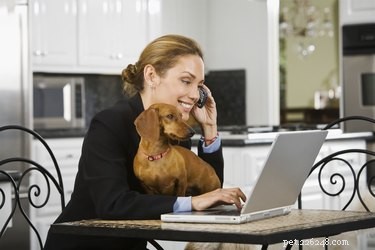 Train Your Dog to Be Independent: Effective Techniques to Reduce Clinginess and Separation Anxiety