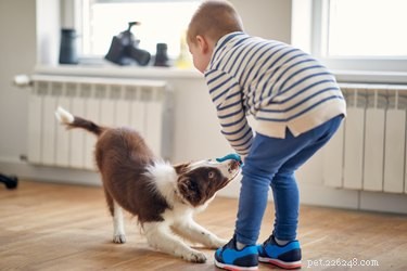 Train Your Dog to Be Independent: Effective Techniques to Reduce Clinginess and Separation Anxiety