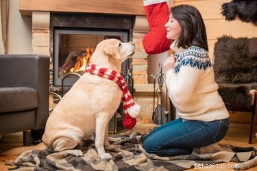 Train Your Dog to Be Independent: Effective Techniques to Reduce Clinginess and Separation Anxiety