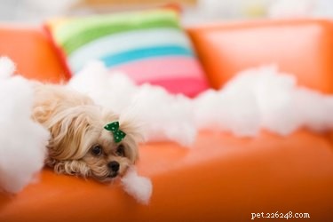 All-Natural Dog Deterrent: DIY Safe & Effective Formula