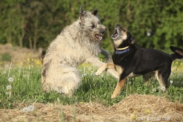 Resolve Aggression: A Guide to Helping Two Dogs Coexist Peacefully