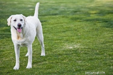 Effective Ways to Eliminate Dog Urine Odors Naturally