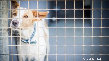 Build a Safe and Comfortable Wire Dog Cage Yourself