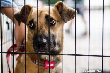 Build a Safe and Comfortable Wire Dog Cage Yourself