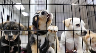 Build a Safe and Comfortable Wire Dog Cage Yourself