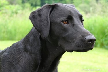 Effective Training Strategies for Your Black Labrador‑German Shepherd Mix