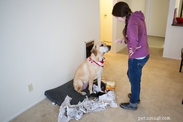 Effective Training Strategies for Your Black Labrador‑German Shepherd Mix