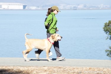 Effective Training Strategies for Your Black Labrador‑German Shepherd Mix