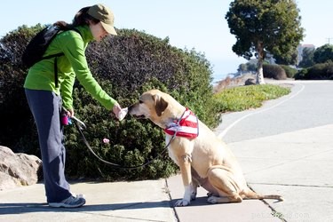 Effective Training Strategies for Your Black Labrador‑German Shepherd Mix