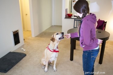 Effective Training Strategies for Your Black Labrador‑German Shepherd Mix