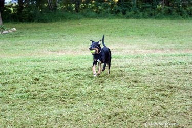 Mastering Training for Your 1-Year-Old Dog: Proven Tips & Techniques
