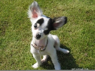 Professional Guide: Training Your Chihuahua Terrier with Confidence and Compassion