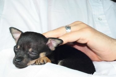 Professional Guide: Training Your Chihuahua Terrier with Confidence and Compassion