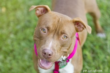 Expert Guide: Training Your Red‑Nose Pitbull for Success