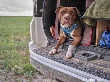 Expert Guide: Training Your Red‑Nose Pitbull for Success