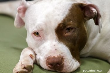 Expert Guide: Training Your Red‑Nose Pitbull for Success