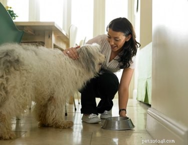 How to Safely Cook Chicken Livers for Your Dog: A Healthy Treat Guide
