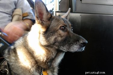 Qualifying Your Dog as a Service Animal: A Complete Guide