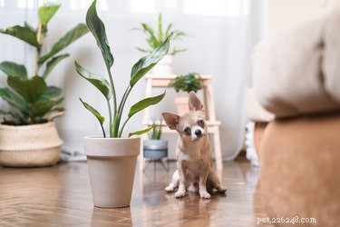 Effective Ways to Stop Your Dog From Peeing on the Couch