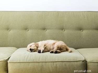Effective Ways to Stop Your Dog From Peeing on the Couch