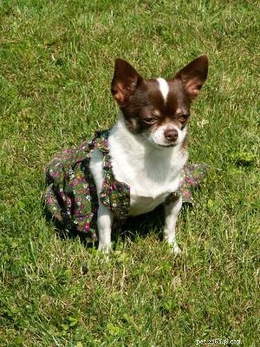 Quick & Easy Potty Training Guide for Your Chiweenie