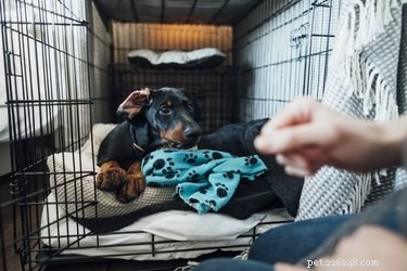 How to Calm a Whining Puppy in Its Crate – Simple, Humane Training Tips