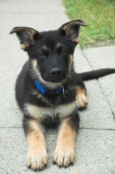 Train Your German Shepherd Puppy: Expert Tips for a Well-Behaved Companion
