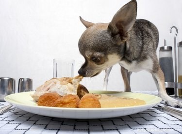Are Smoked Meats Safe for Dogs? Risks and Health Concerns