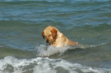 Effective Training Guide for Your Pit Bull-Labrador Mix Puppy