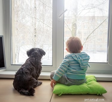 Housebreaking Your Puppy in Winter: A Step‑by‑Step Guide
