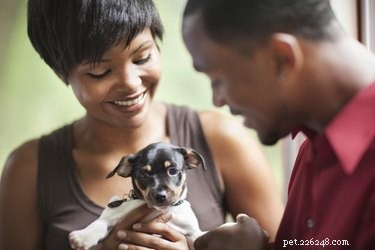 Master Puppy Potty Training in Just 7 Days: Proven Steps for Success