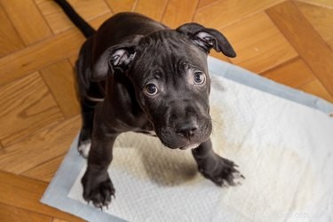 Master Puppy Potty Training in Just 7 Days: Proven Steps for Success