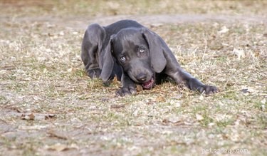 How to Stop Your Puppy From Nipping: A Proven Training Guide