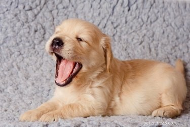 How to Stop Your Puppy From Nipping: A Proven Training Guide