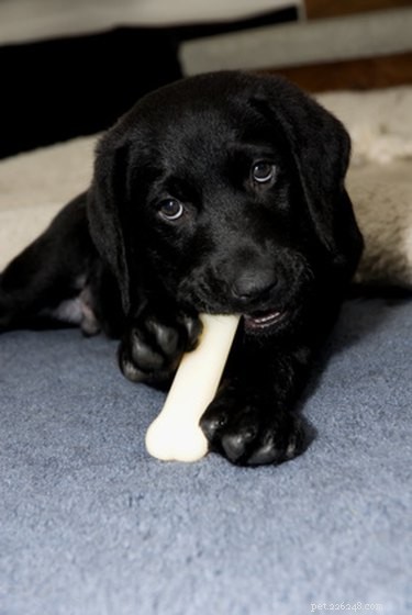 How to Stop Your Puppy From Nipping: A Proven Training Guide