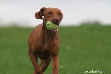 How to Stop Your Puppy From Nipping: A Proven Training Guide