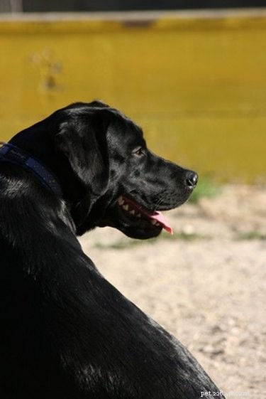 Turning Your Dog into a Certified Service Animal: A Step‑by‑Step Guide