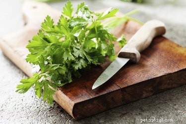 Top Vegetables to Support Diabetes Management in Dogs
