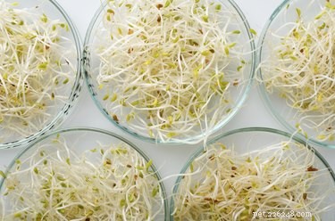 Top Vegetables to Support Diabetes Management in Dogs