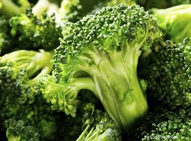 Top Vegetables to Support Diabetes Management in Dogs