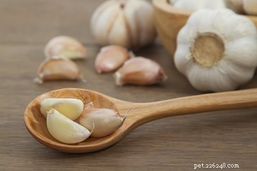 Top Vegetables to Support Diabetes Management in Dogs