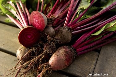 Top Vegetables to Support Diabetes Management in Dogs
